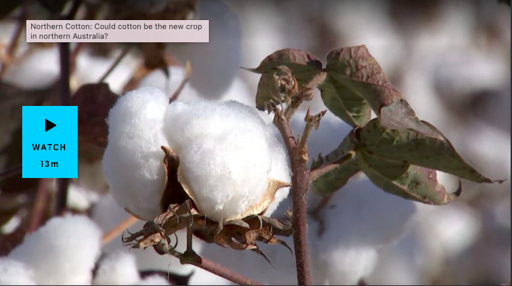 Australian Cotton  The Current Australian Cotton Crop